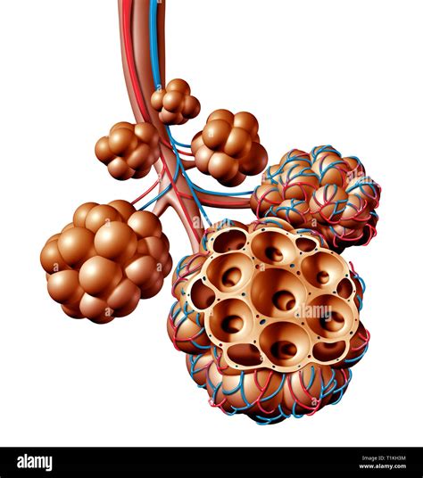 Los Alveolos Pulmonares O Alvéolo Anatomía Diagrama Como Un Concepto