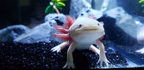 Axolotl Care Sheet Lifespan And More With Pictures Afbulletin