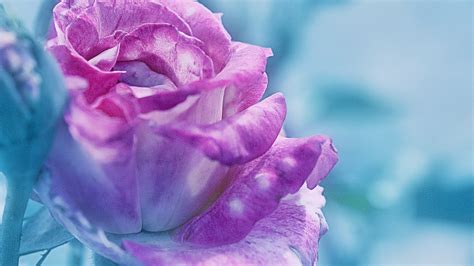 Rose Flowers Macro Purple Flower Cyan Plants