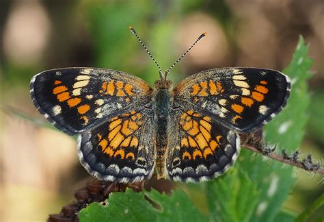 Phaon Crescent Alabama Butterfly Atlas