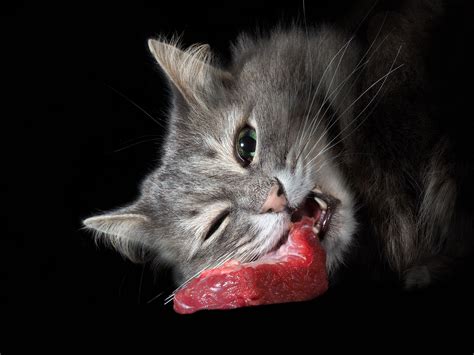 Their protein and fat percentages are closer a prey model diet, balanced to meet their needs, is the very best thing you can feed any cat. What You Need To Know About A Raw Food Diet For Cats