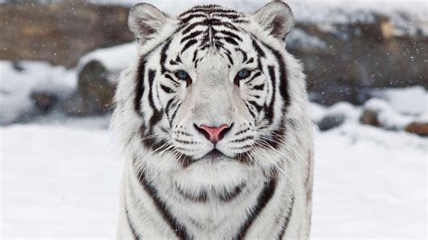 White Bengal Tiger Wallpaper Wallpapersafari