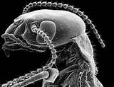 Termite Under Microscope Pictures