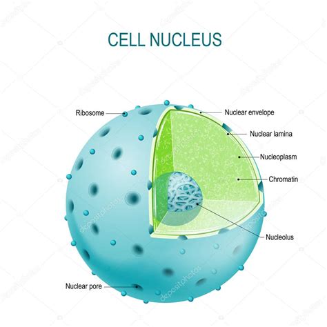 Cell nucleus. vector diagram — Stock Vector © edesignua #173317588