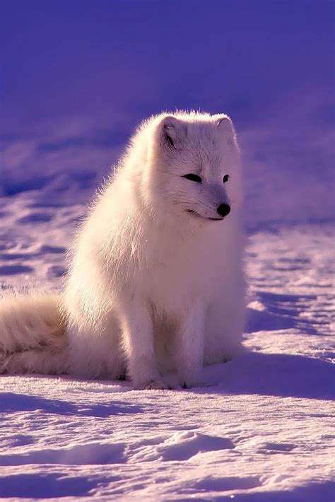 A Cute And Beautiful Arctic Fox Cute Fox Arctic Cuteanimals