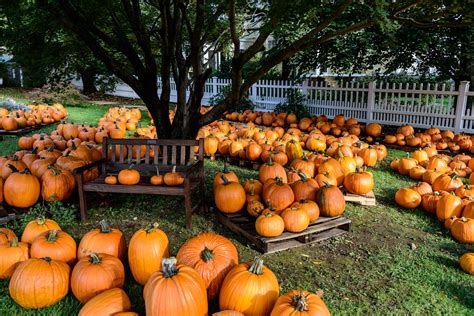 Pumpkin Patch Halloween Autumn Wallpapers Hd Desktop