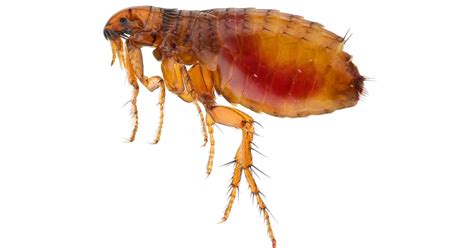Qué hacen las picaduras de pulgas en los humanos Infobae
