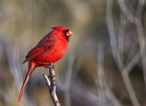 Northern Cardinal Birdwatching