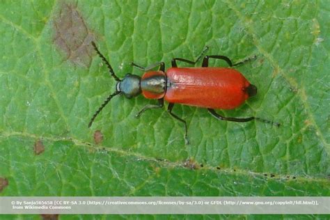 Wer besuch von wanzen in haus oder wohnung bekommt, macht sich oft sorgen um die heimische hygiene. Kleine rote Käfer im Garten - was hat es damit auf sich?
