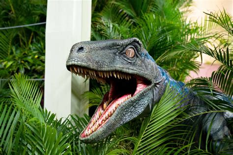 Blue The Velociraptor From Universal Pictures And Amblin Entertainments Jurassic World