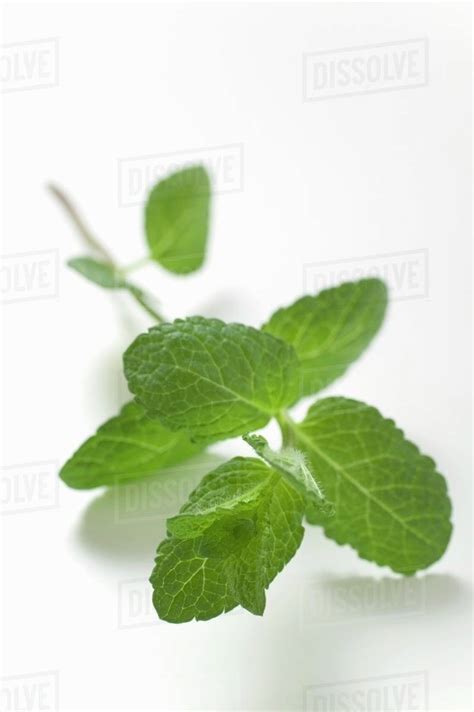 A Sprig Of Mint Stock Photo Dissolve