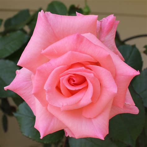 Single Rose Bela Rosa Rosas