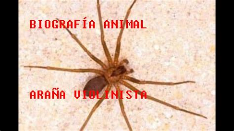 La araña violinista es una arácnido que puede llegar a medir hasta 20 milímetros, a diferencia de otros tipos de arañas, está solo posee 6 ojos, dos menos que el resto. Biografía Animal / Araña Violinista - YouTube