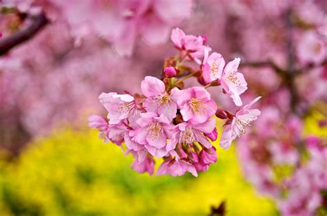 Wallpaper Japan Garden Park Wood Macro Branch Cherry Blossom