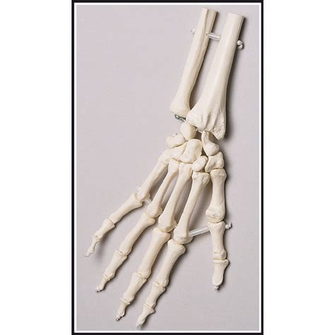 Check spelling or type a new query. Denoyer Geppert SB37 Premier Elastic-Mounted Hand with ...