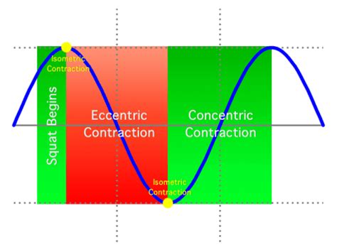 Force velocity curve concentric contraction. Biomechanical Work: Concentric, Eccentric and Isometric ...
