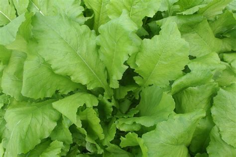 Mustard greens are also called mizuna, mustard spinach, kyona, kai choy, gai choy or komatsuna. Growing Turnip Greens - Bonnie Plants
