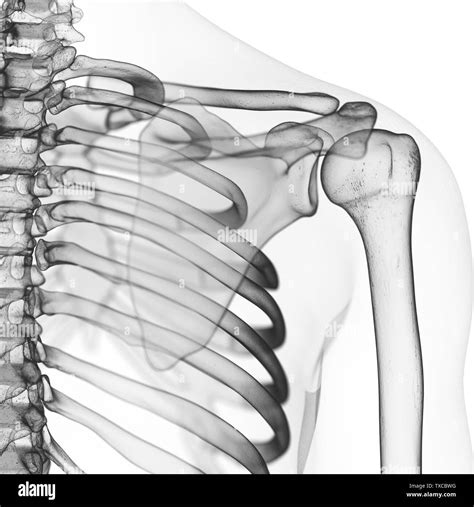 3d Rendered Medically Accurate Illustration Of The Skeletal Shoulder