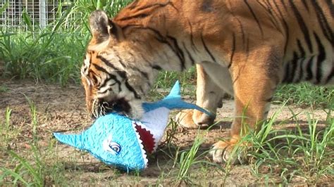 TIGERS vs SHARKS! - YouTube