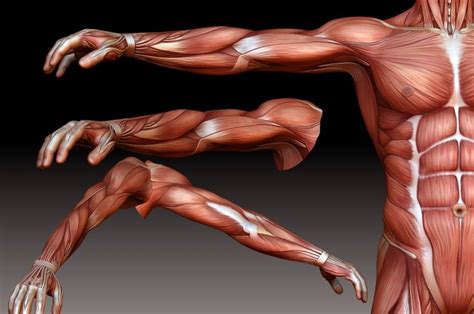 male t pose anatomy Google Search Anatomia do braço Desenho corpo