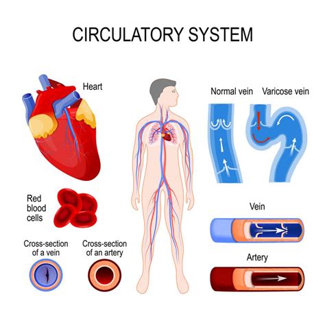 Circulatory System Health Transformation