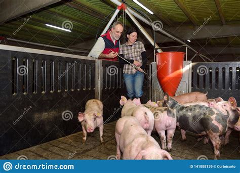 Couple Of Farmers On A Pig Farm Stock Image Image Of Looking