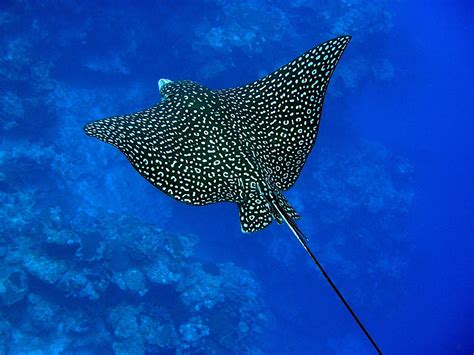 Discover The Differences Between Marine Rays And Manta Rays