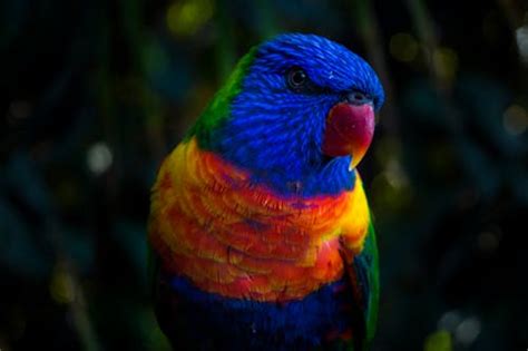 Blue Geeen And Orange Parrot · Free Stock Photo