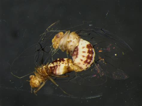 In Photos Cave Insects With Sex Reversed Genitals Live Science