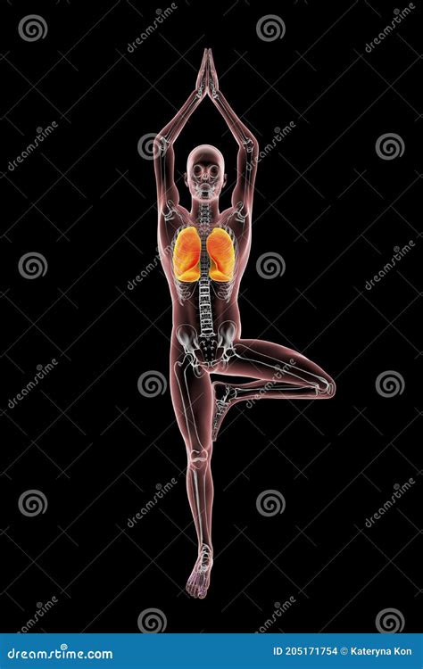 Anatomy Of Yoga Tree Pose Or Vrikshasana 3d Illustration Showing Male