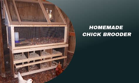 Build Your Own Cozy Homemade Chick Brooder Step By Step Guide