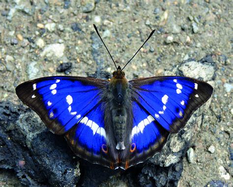 Purple Emperor Butterfly Guide How To Identify What They Eat And