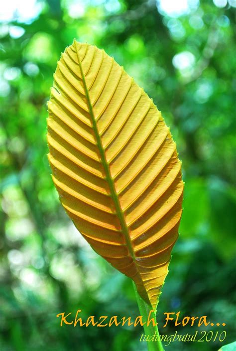 Check spelling or type a new query. Gambar Daun Natural - Gambar Bagian Tumbuhan