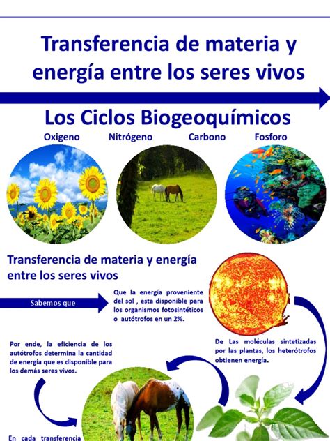 Importancia De Los Ciclos Biogeoquimicos Fósforo Organismos