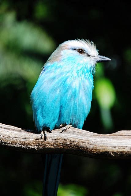 It's a member of the raccoon family. The 25+ best Tropical birds ideas on Pinterest | Colorful ...