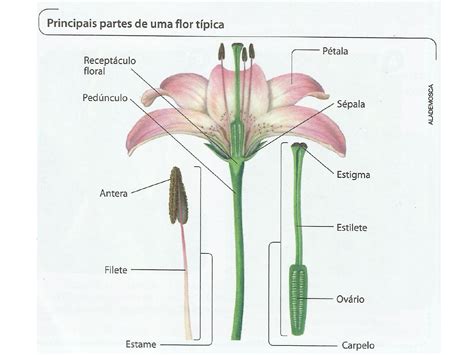 REINO PLANTAE Angiospermas Flores Frutos E Sementes Biologia