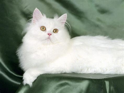 10 Fun Facts About Persian Cats White Persian Kittens White Cats