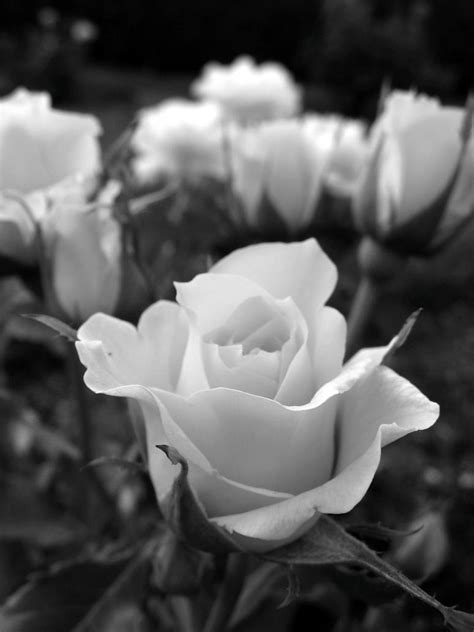 Rose Bunch Black And White By Curliekt On Deviantart