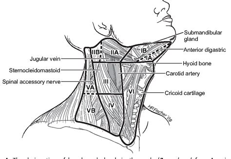 Cervical Lymph Nodes Groups