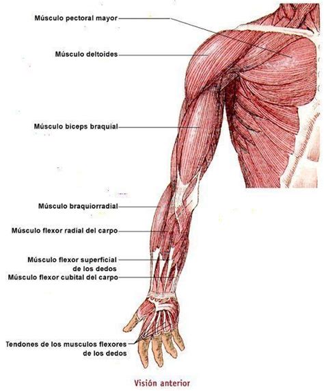 M Sculos Del Brazo Clasificaci N Descripci N Y Funciones En M Sculos Del Brazo