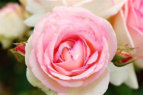Eden Rose 85 Růže Pelcovi