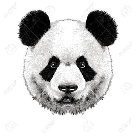 Panda Head Is Symmetrical Looks Right Sketch Vector Graphics Color