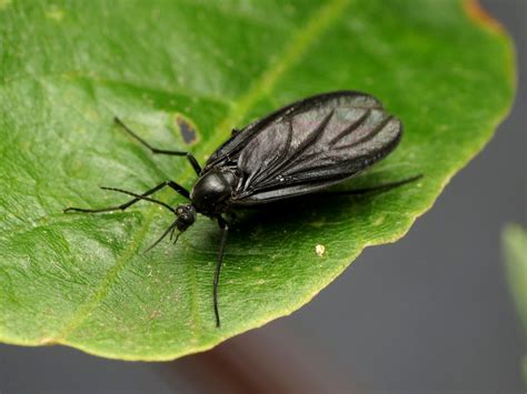 Fungus Gnats A Common Problem Of Over Watered Houseplants Nc