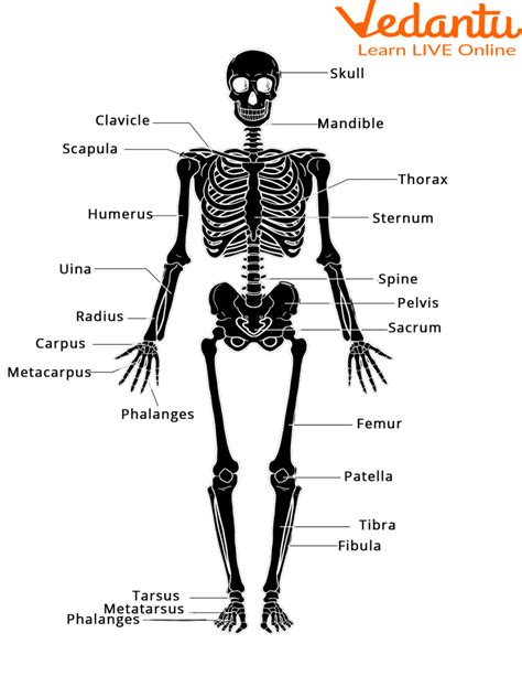 Define The Function Of The Skeletal System Pos System