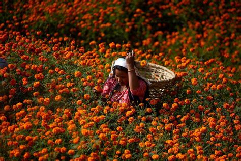 Nepalese Women Collect Flowers For Upcoming Tihar Festival