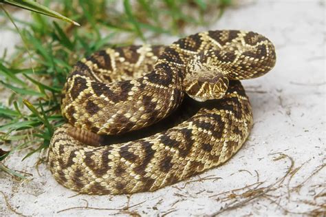Florida Snakes Identification Guide With Pictures