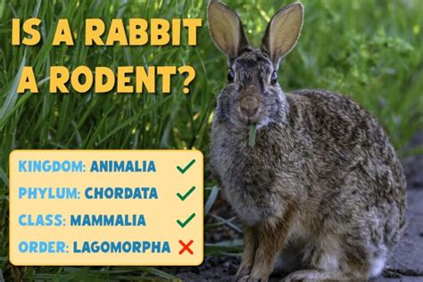 Are Rabbits Rodents And If Not Why Not Rabbit Vs Rodent