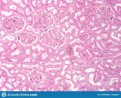 Histology Of Human Liver Tissue Stock Photo Image Of Doctor Ovary