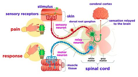 Function Of Sensory Nervous System Histological Structure Of Ganglia And Receptors Science Online