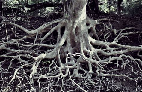 Roots Free Stock Photo Public Domain Pictures